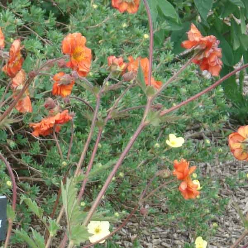 Geum coccineum Borisii - Hierba de San Benito