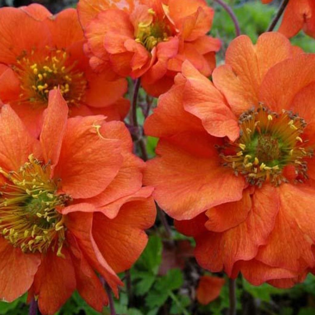 Geum chiloense Dolly North - Hierba del Clavo