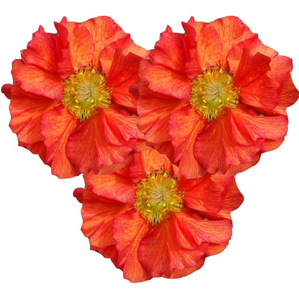 Geum Scarlet Tempest - Hierba de San Benito