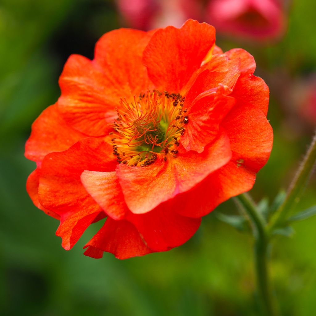 Geum Scarlet Tempest - Hierba de San Benito