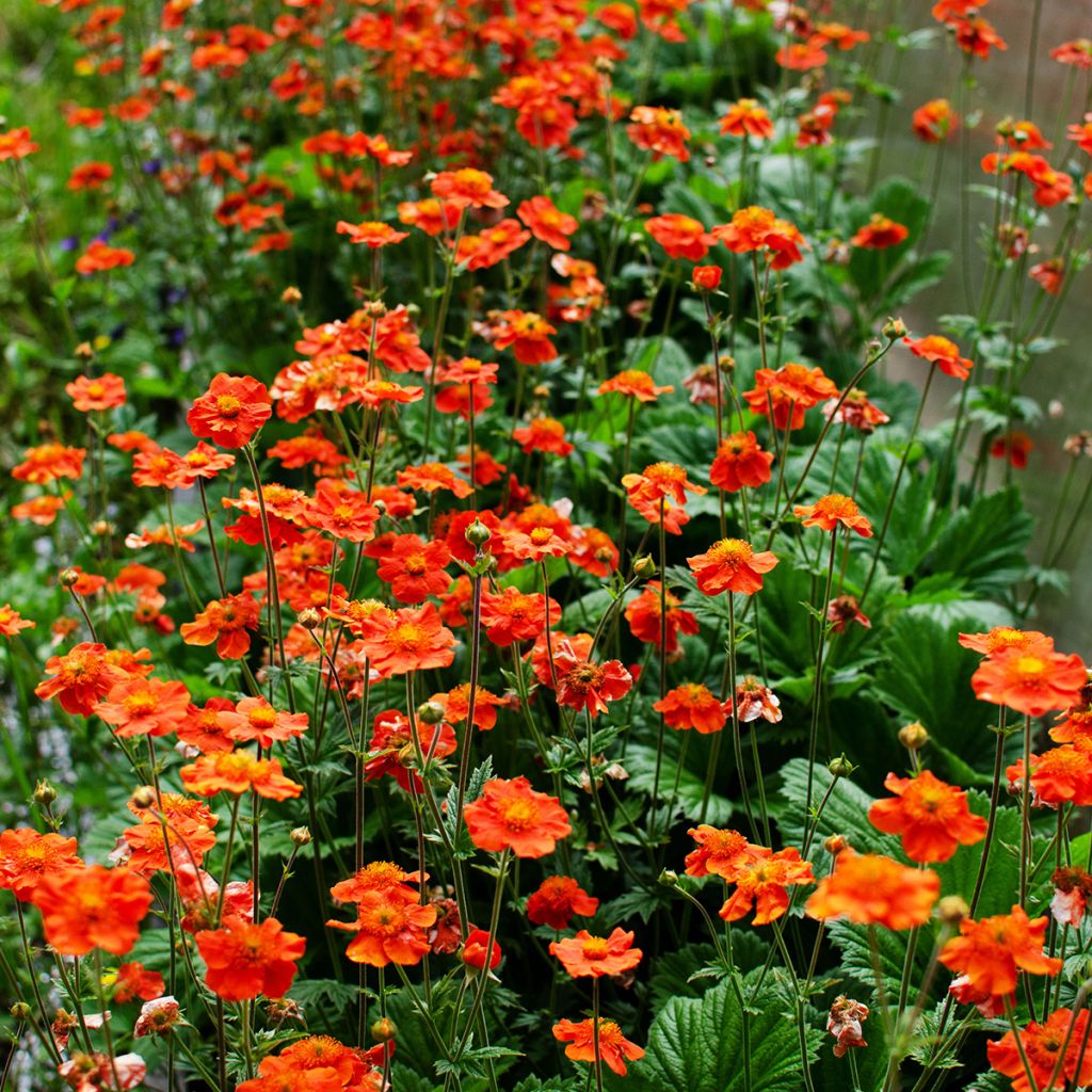 Geum coccineum Borisii - Hierba de San Benito