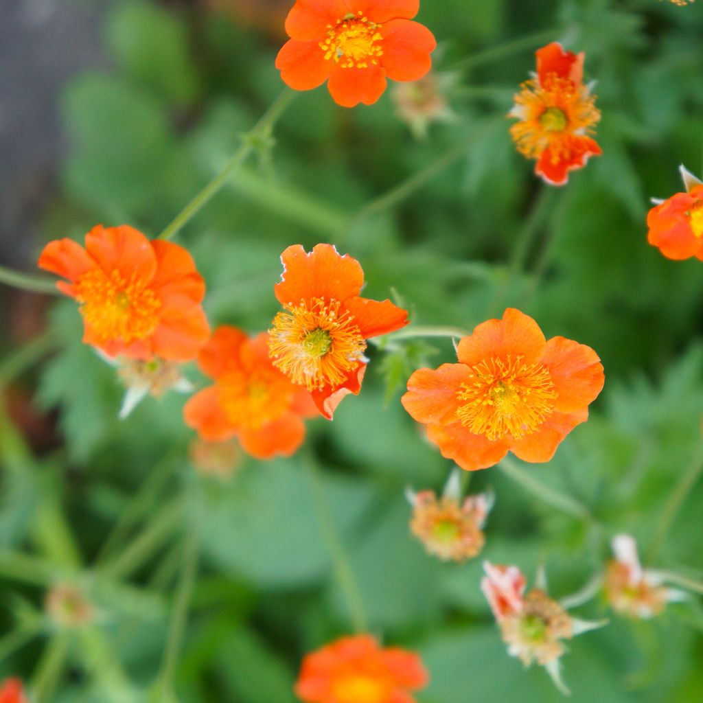 Geum coccineum Borisii - Hierba de San Benito