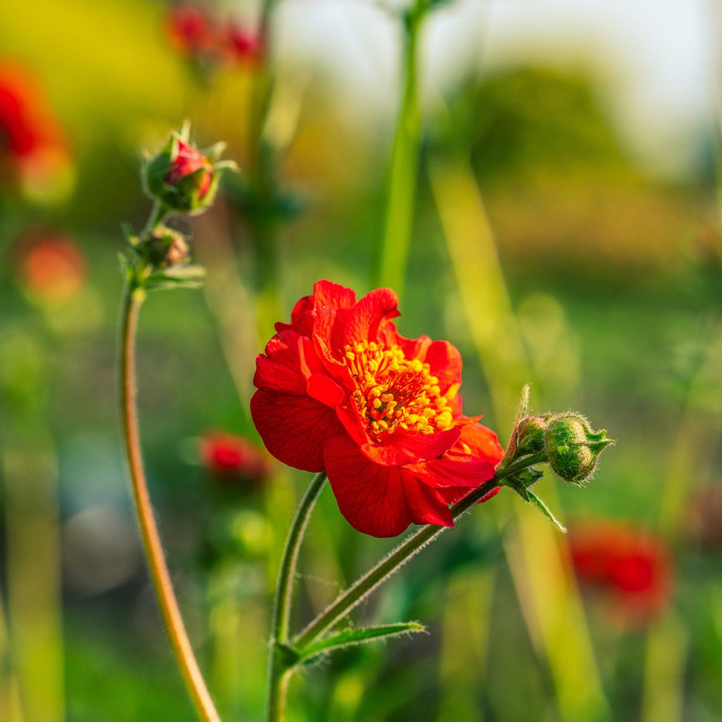 Geum coccineum Flore Pleno Blazing Sunset - Hierba de San Benito