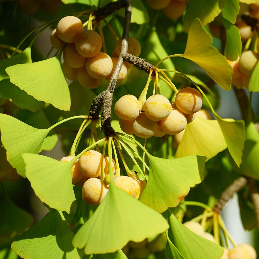 Gingo biloba - Árbol sagrado