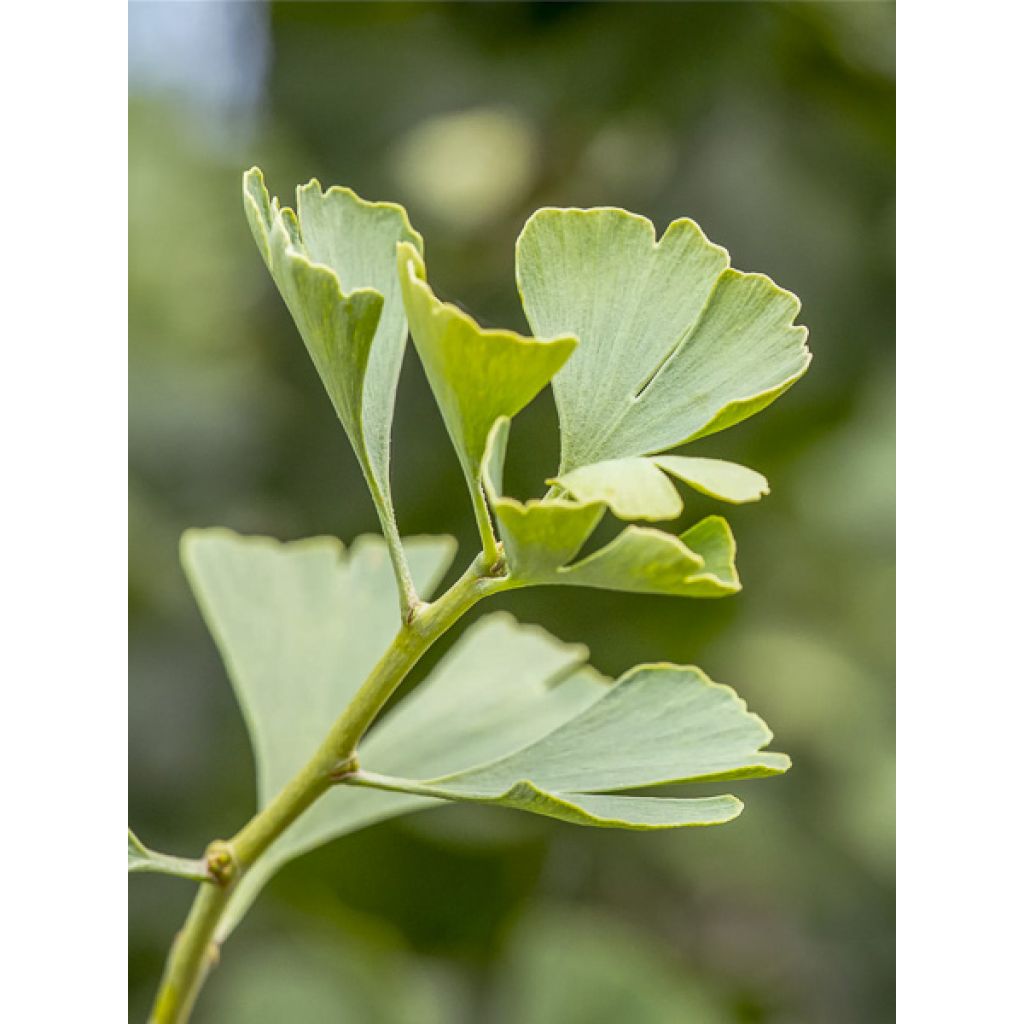 Ginkgo biloba Baldi - Árbol sagrado