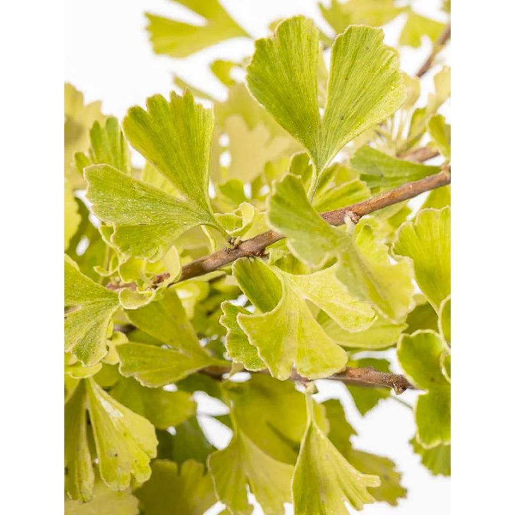 Ginkgo biloba Baldi - Árbol sagrado