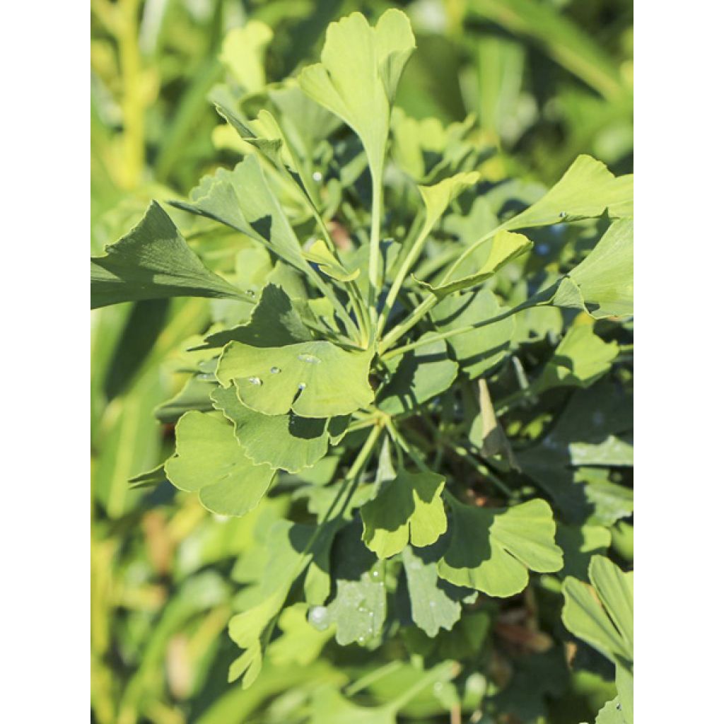 Ginkgo biloba Baldi - Árbol sagrado