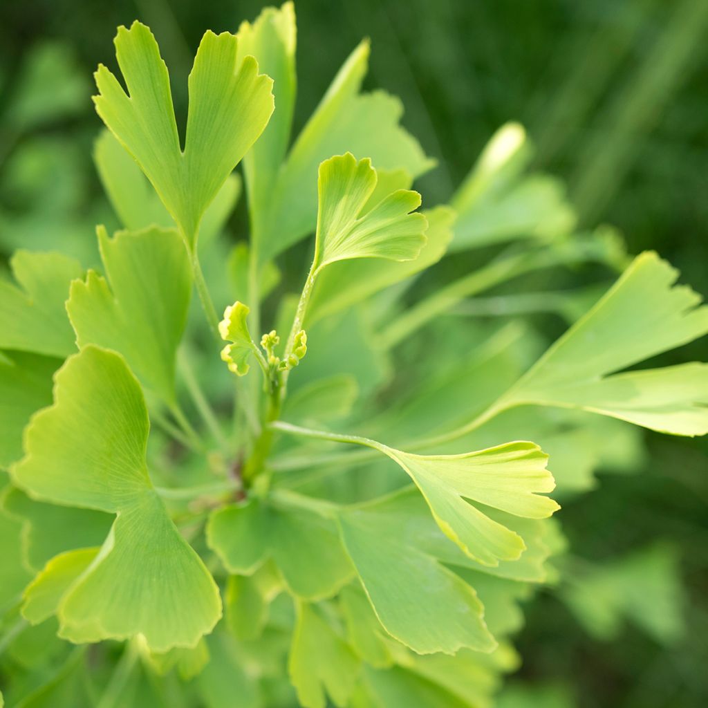 Ginkgo biloba Baldi - Árbol sagrado