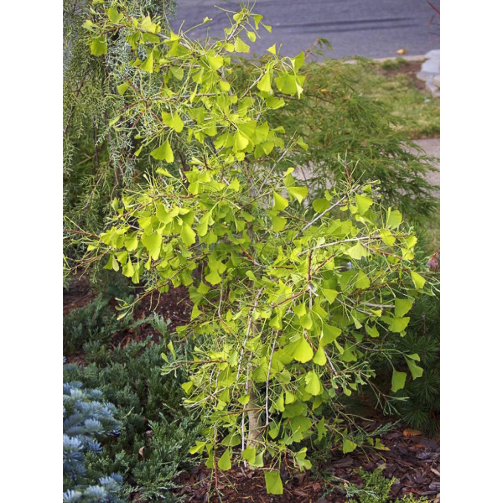 Ginkgo biloba Mutant Weeper - Árbol sagrado