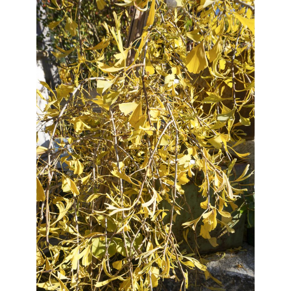 Ginkgo biloba Mutant Weeper - Árbol sagrado