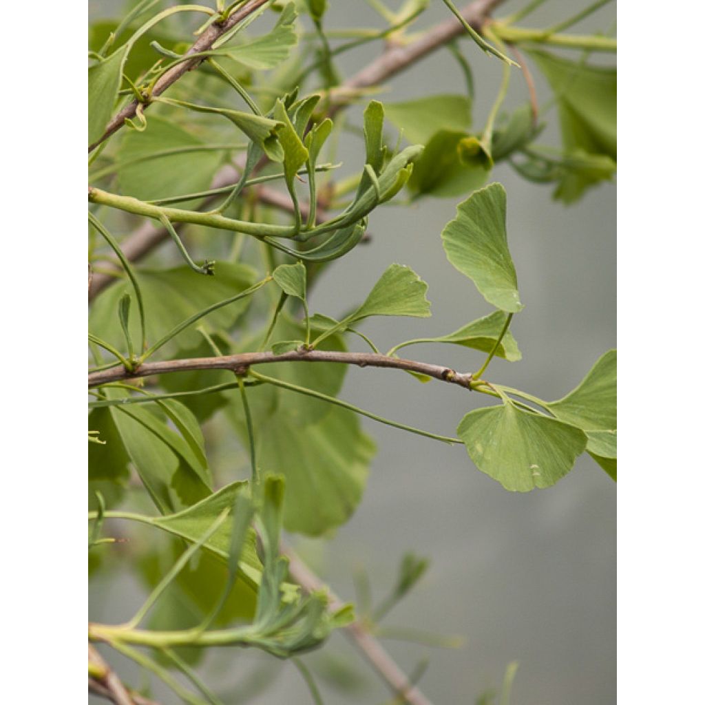Ginkgo biloba Mutant Weeper - Árbol sagrado