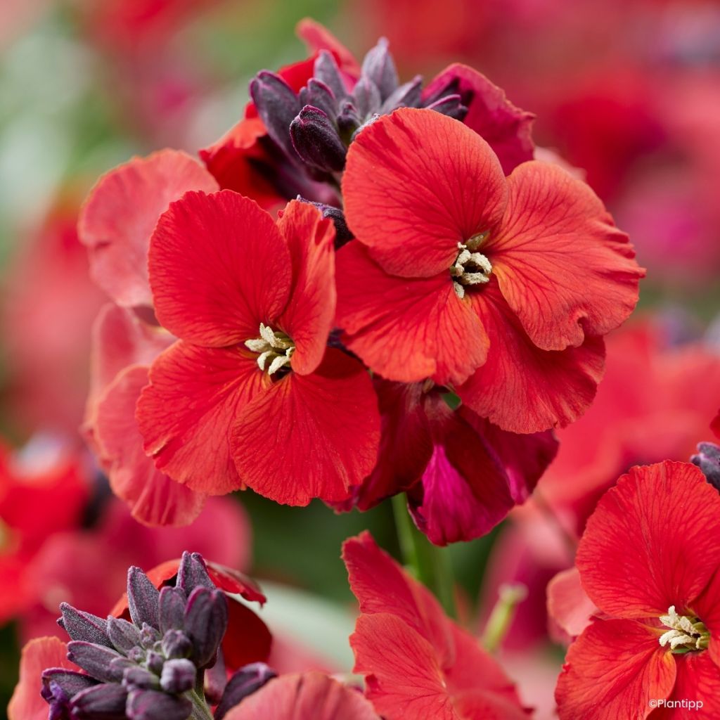Erysimum Colour Vibe Red - Alhelí