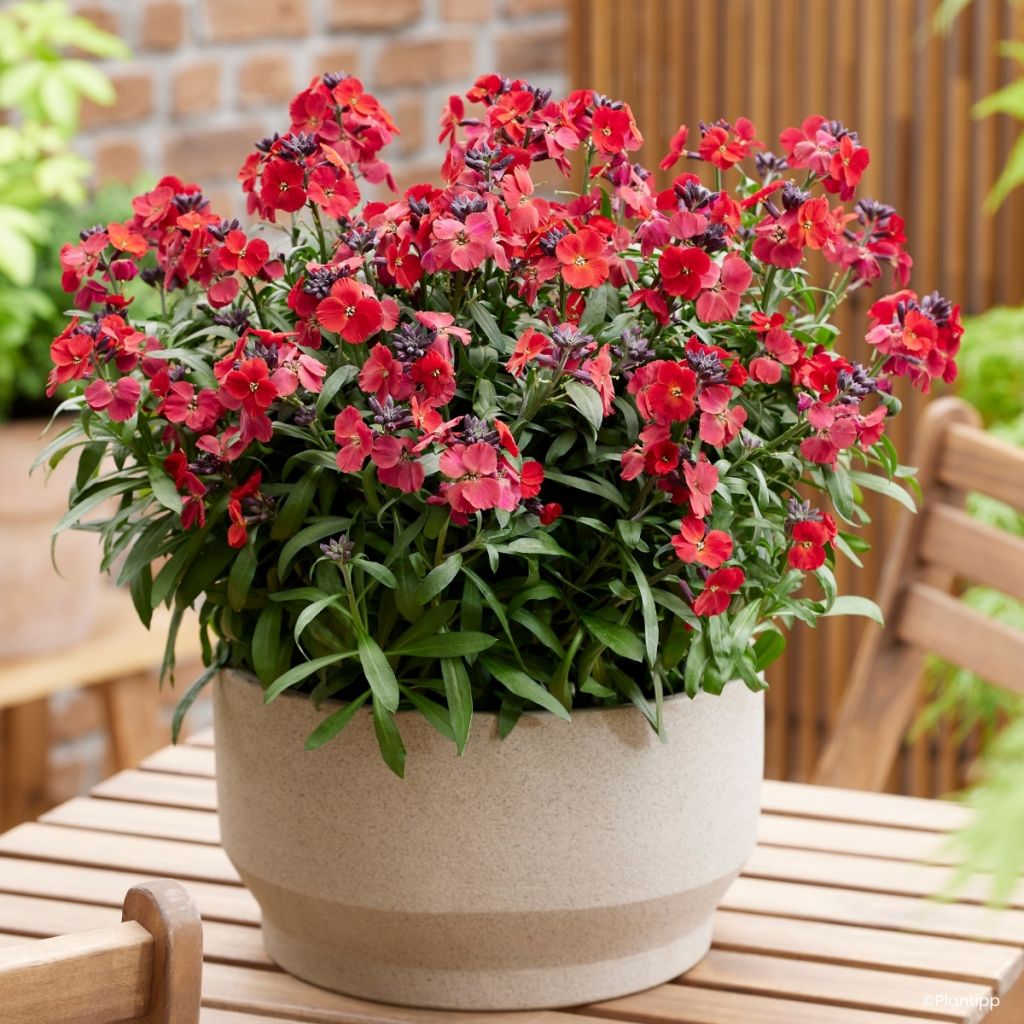 Erysimum Colour Vibe Red - Alhelí