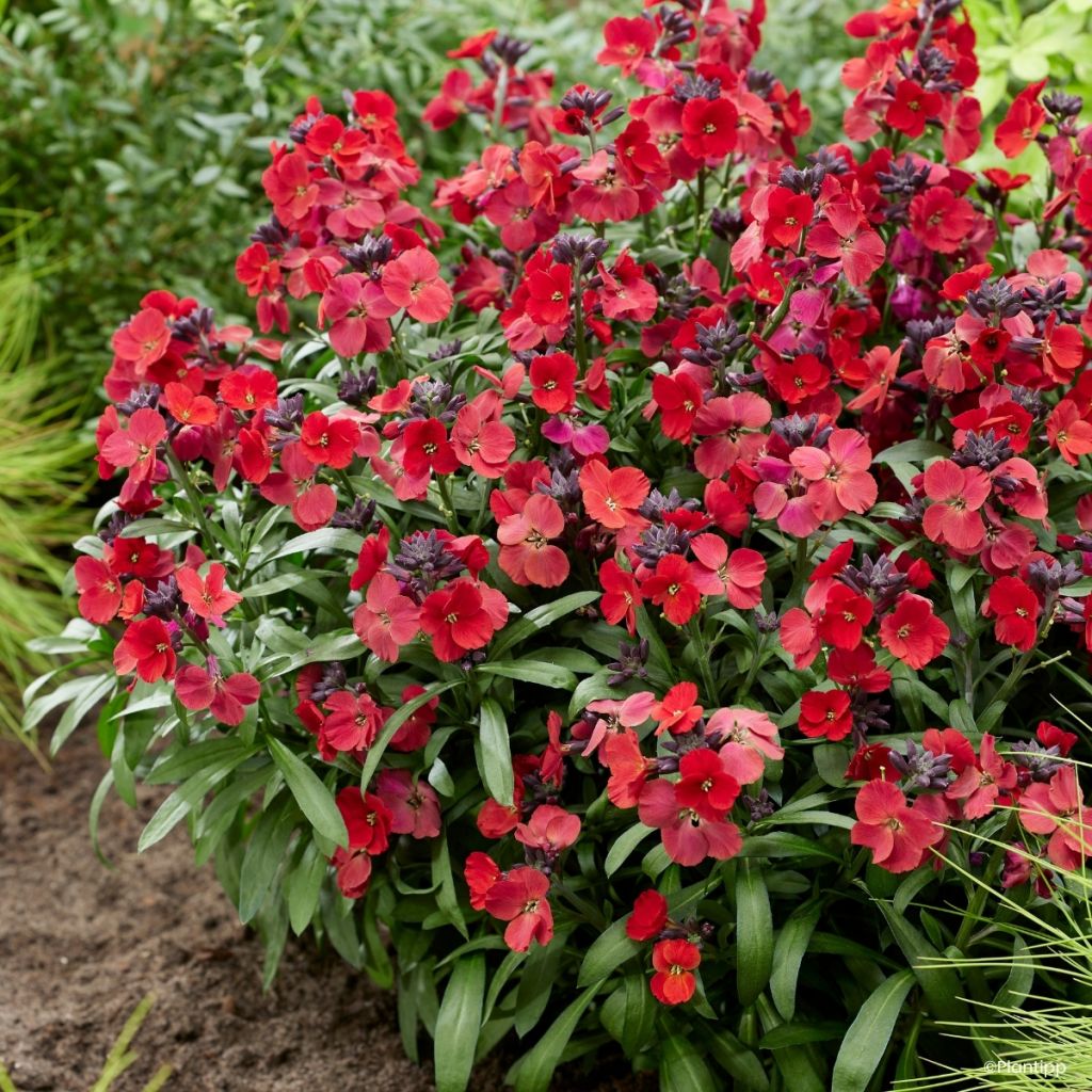 Erysimum Colour Vibe Red - Alhelí