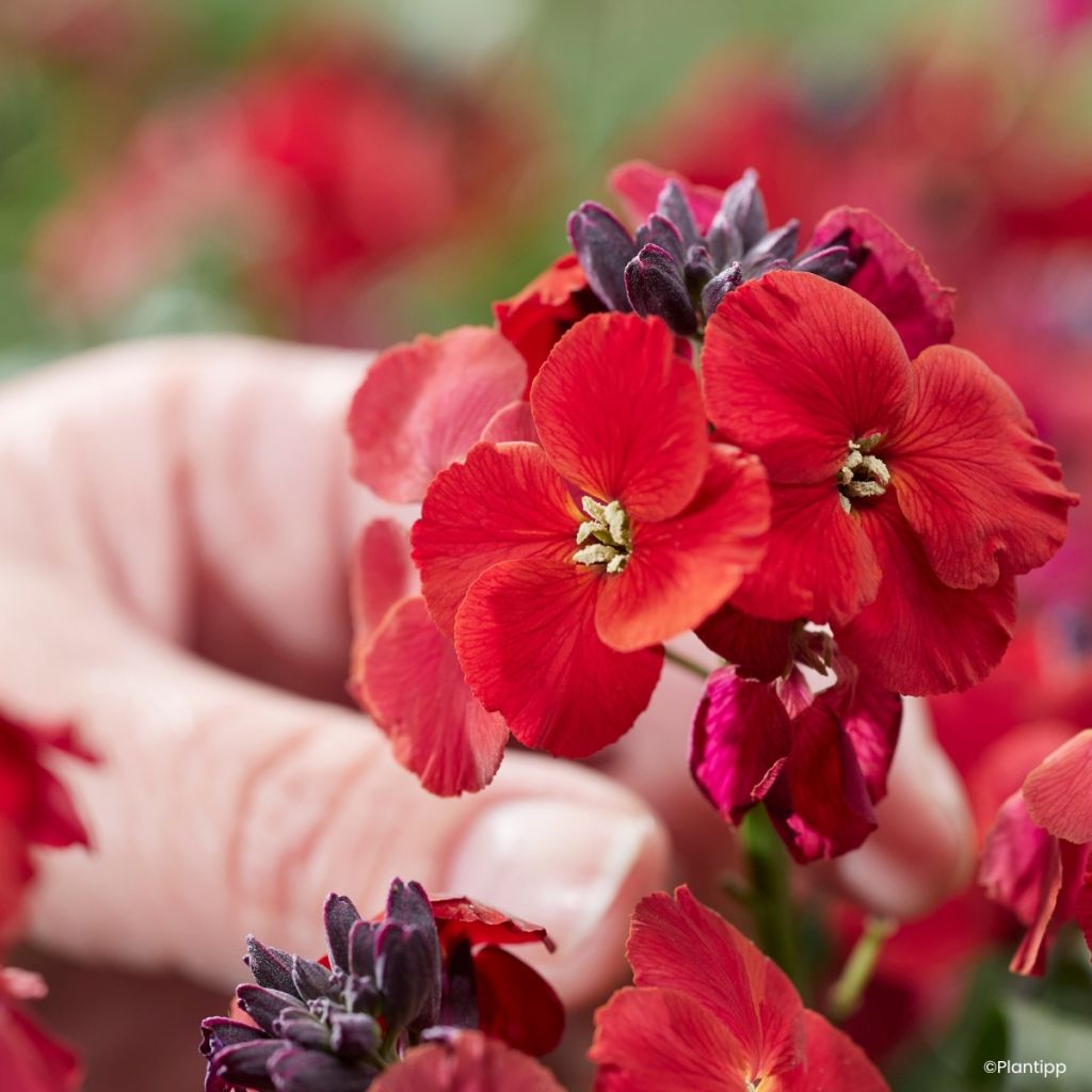 Erysimum Colour Vibe Red - Alhelí