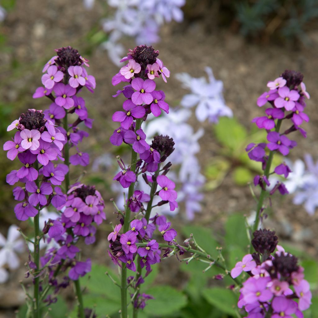 Erysimum Bowles Mauve - Alhelí
