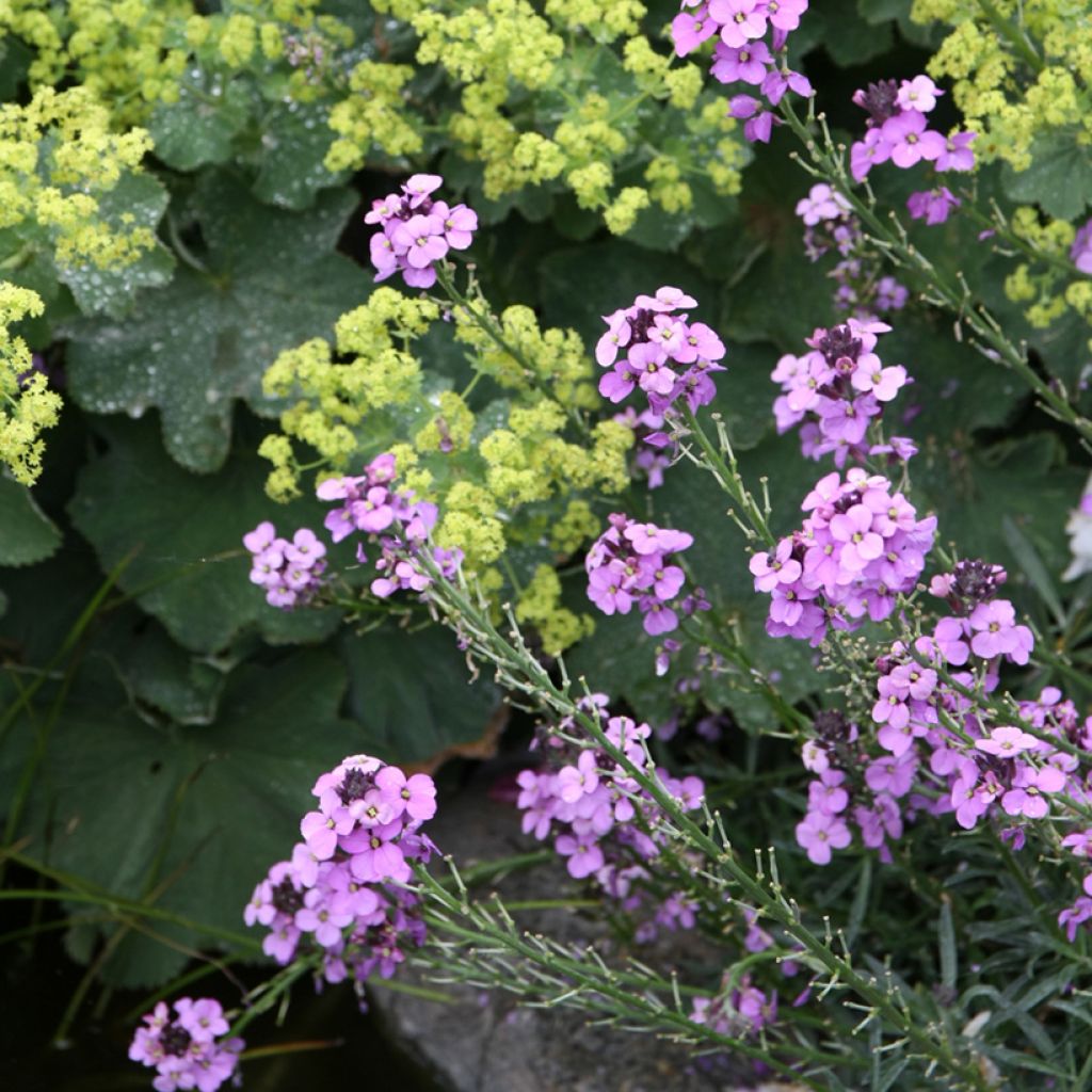 Erysimum Bowles Mauve - Alhelí
