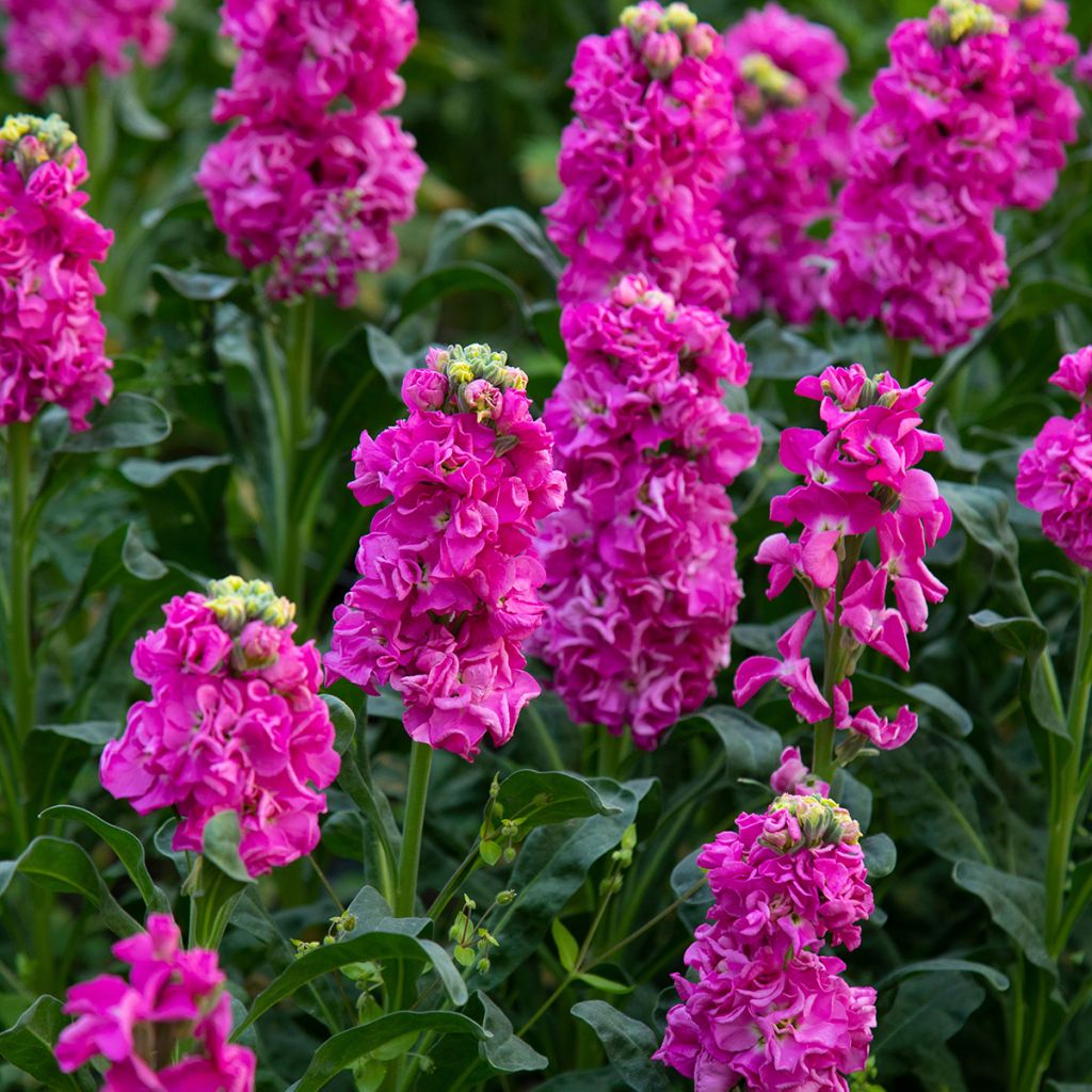 Matthiola incana Anytime Formula Mix - Alhelí