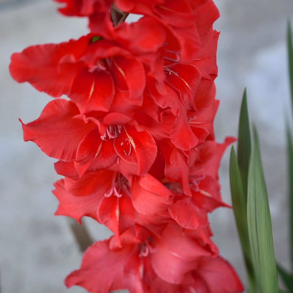 Gladiolus Amiga