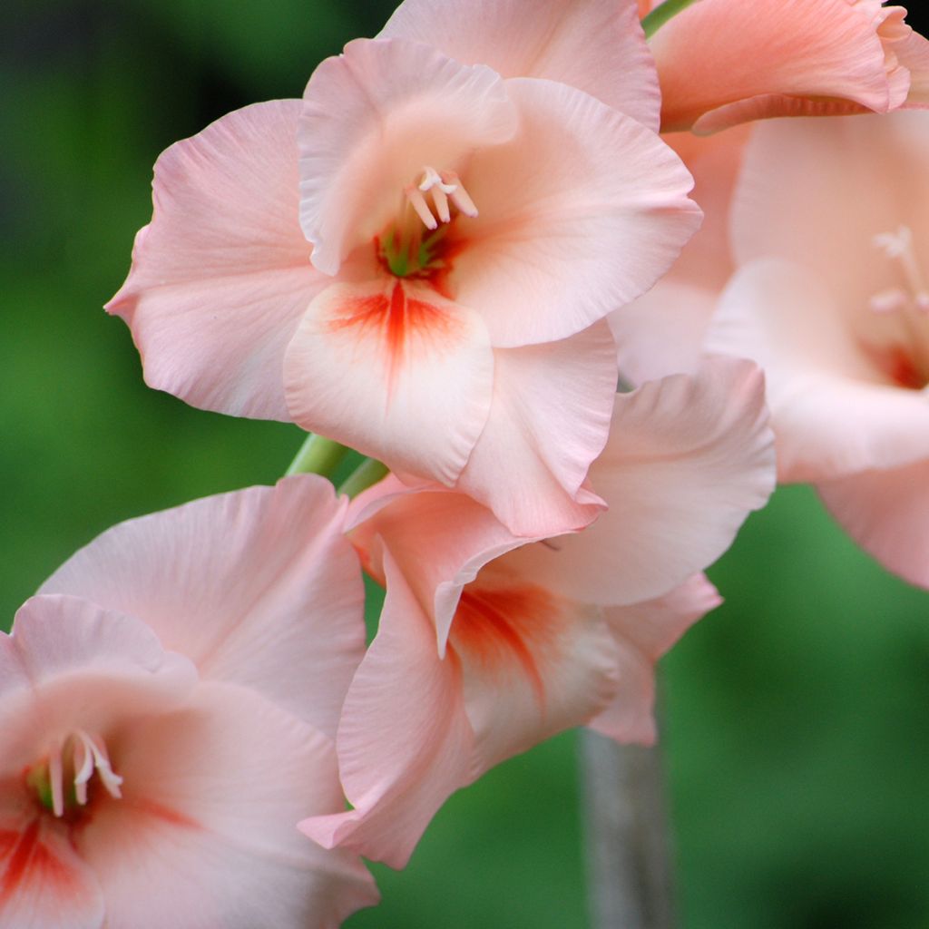 Gladiolus pricot Beauty