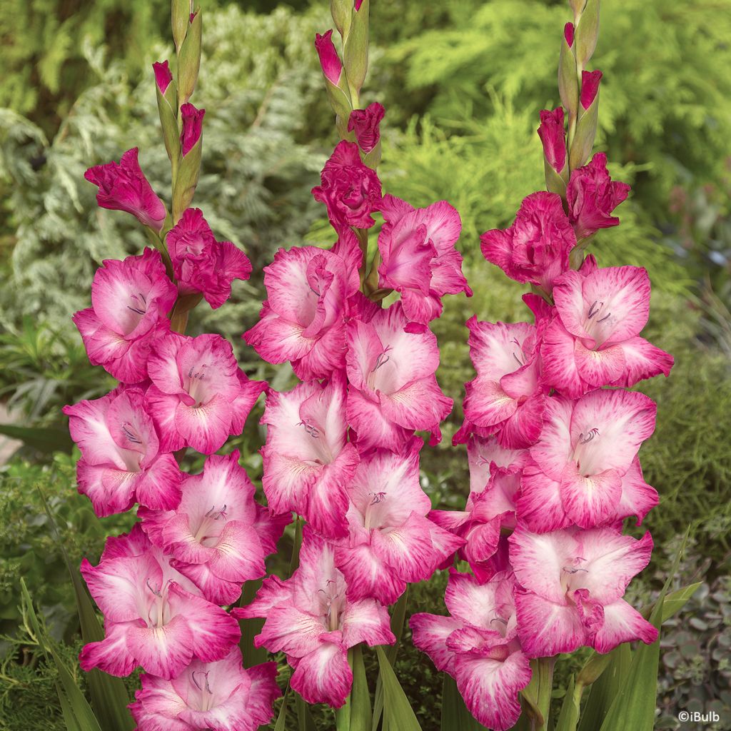 Gladiolus Cantate