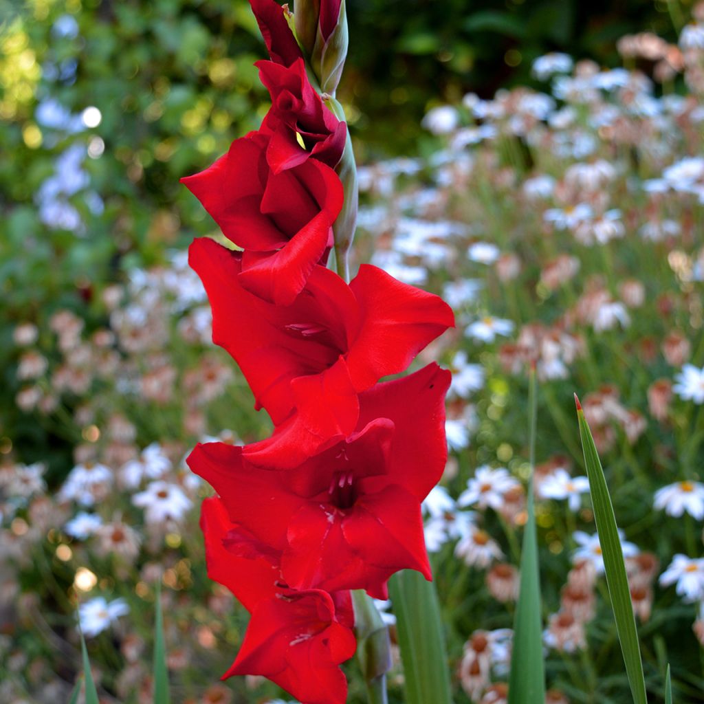 Gladiolus Tineke