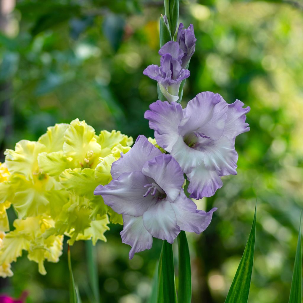 Gladiolus Triton