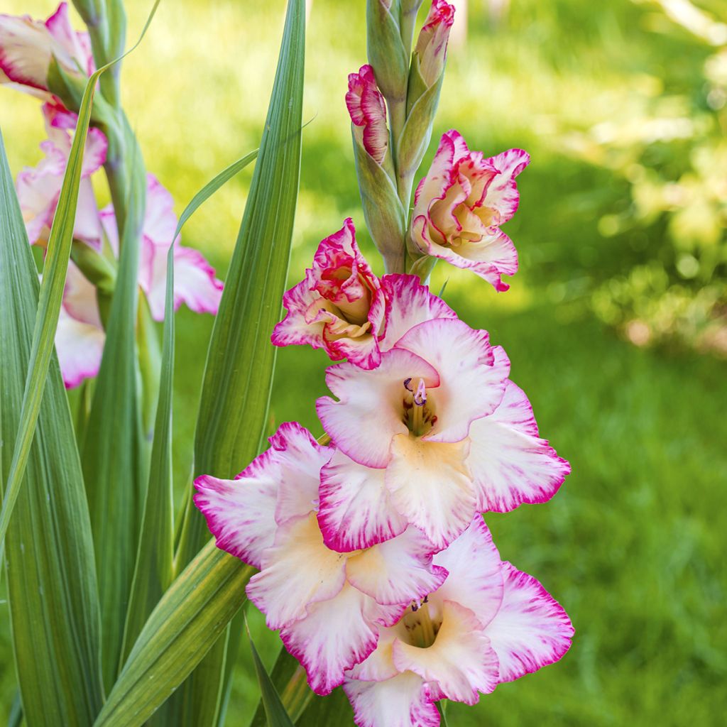 Gladiolus Glamini Emmy