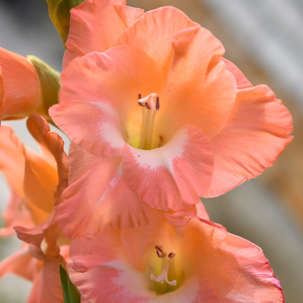 Gladiolus Glamini Lia