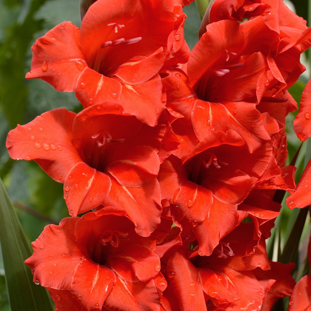 Gladiolus Gladdies Peter