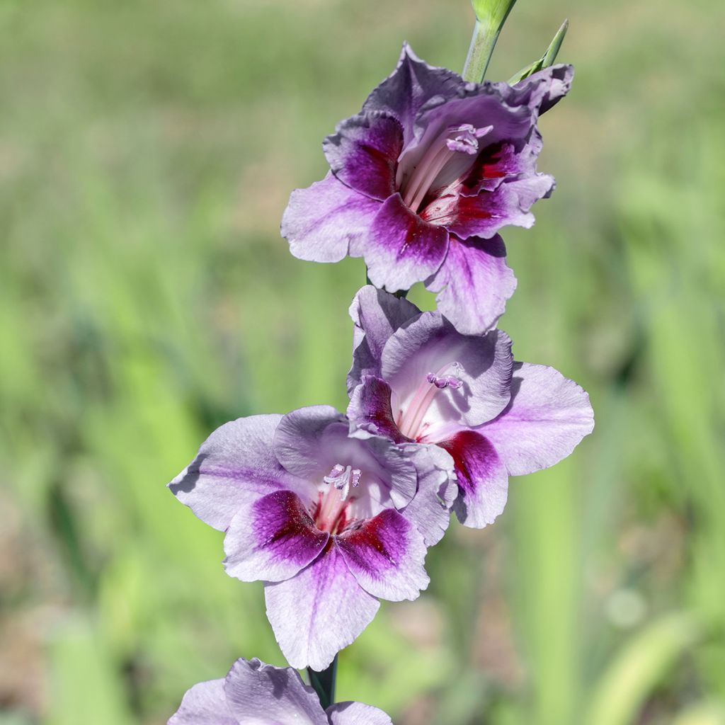 Gladiolus Glamini Tina