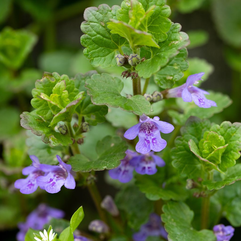 Glechoma hederacea - Hiedra terrestre