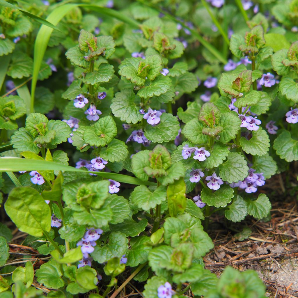Glechoma hederacea - Hiedra terrestre