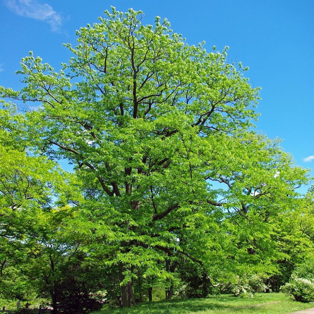 Gleditsia triacanthos - Acacia de tres espinas