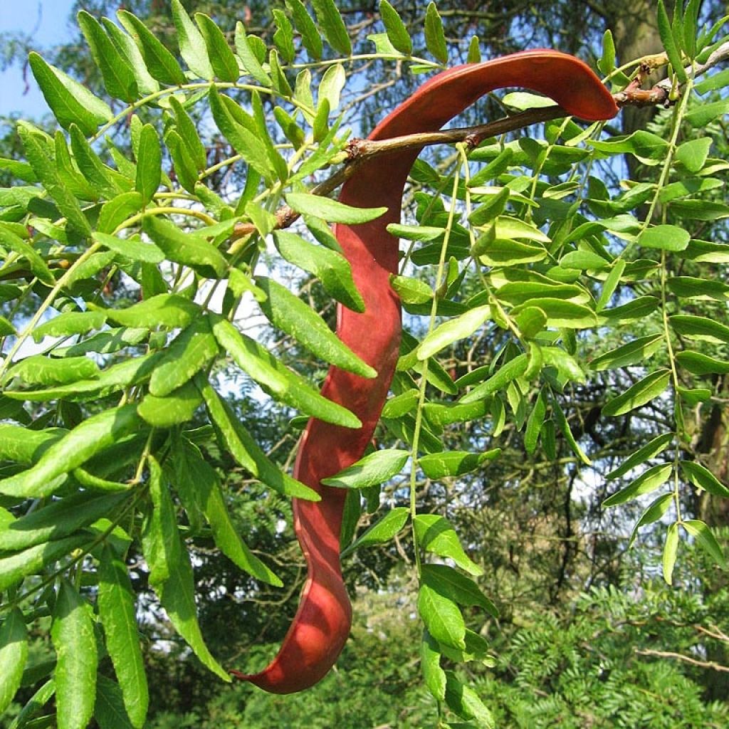 Gleditsia triacanthos - Acacia de tres espinas