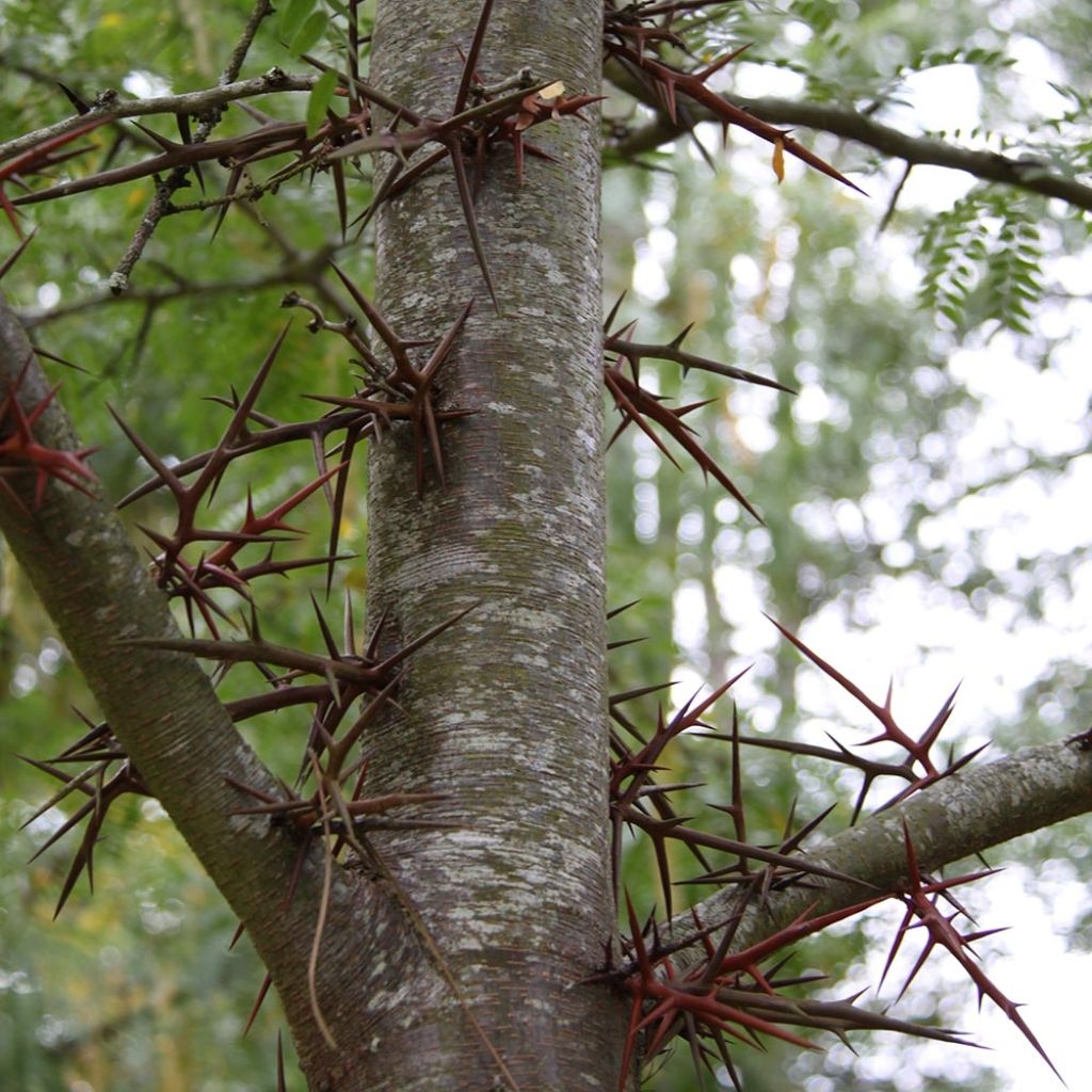 Gleditsia triacanthos - Acacia de tres espinas