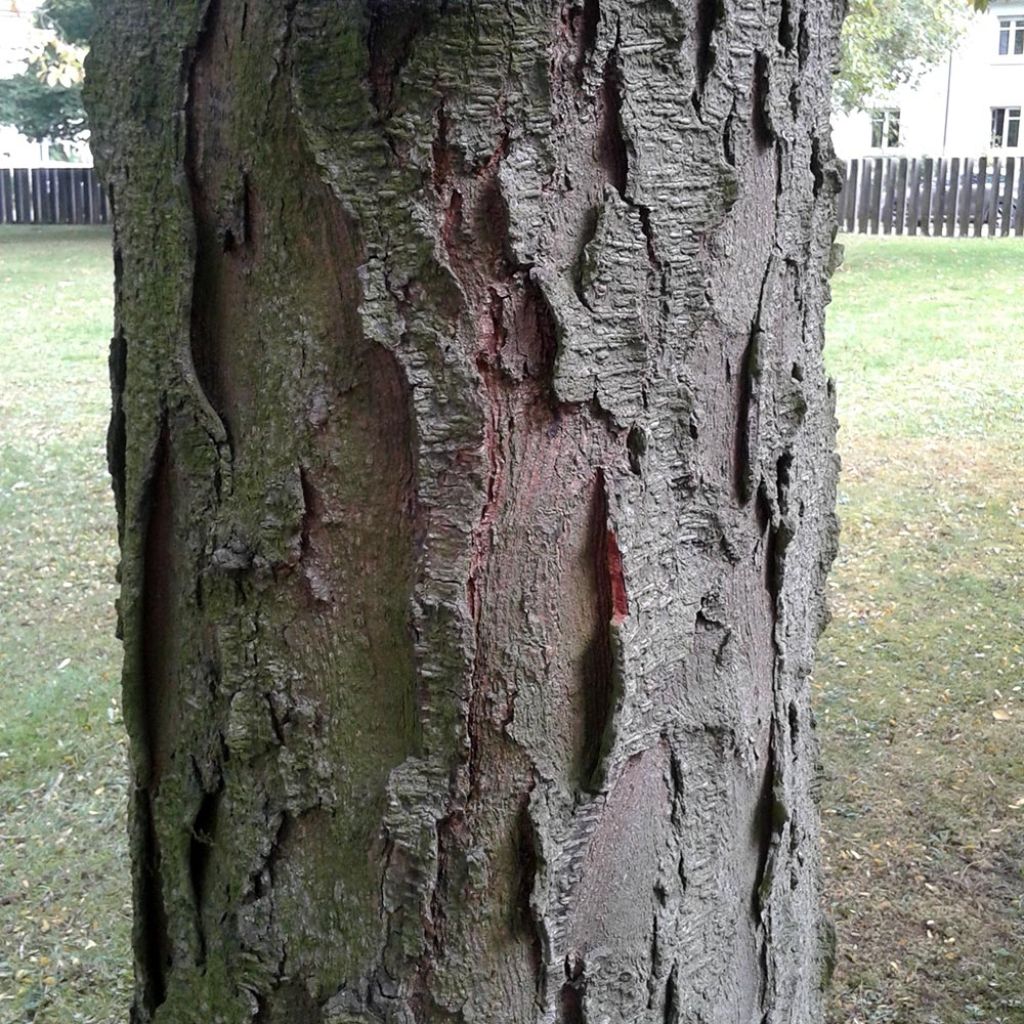 Gleditsia triacanthos - Acacia de tres espinas