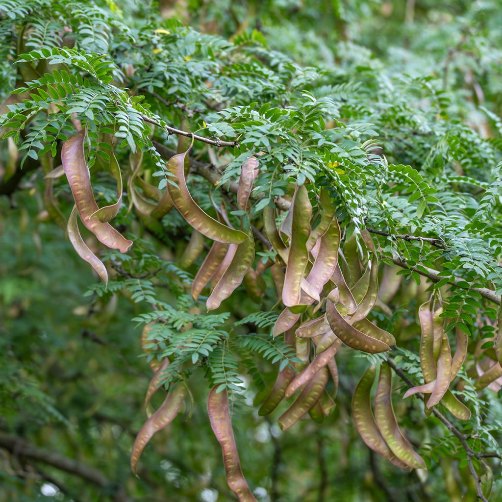 Gleditsia triacanthos - Acacia de tres espinas