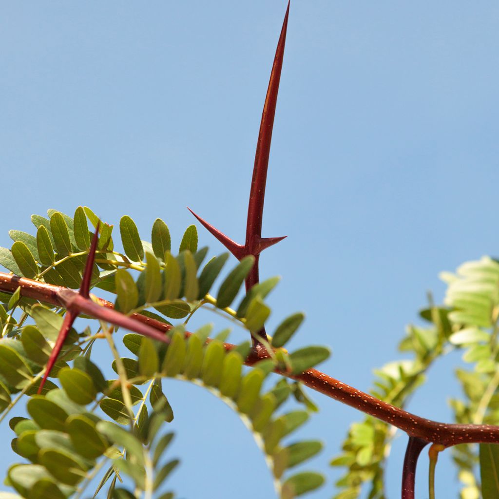 Gleditsia triacanthos - Acacia de tres espinas