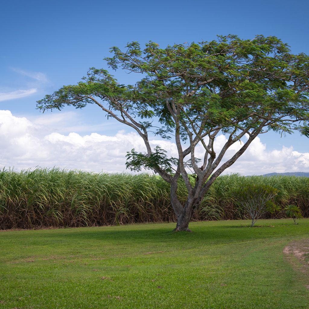 Gleditsia triacanthos - Acacia de tres espinas