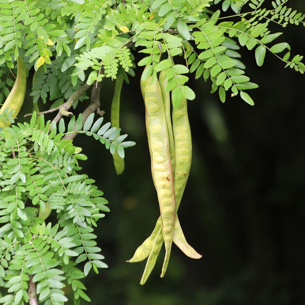 Gleditsia triacanthos - Acacia de tres espinas