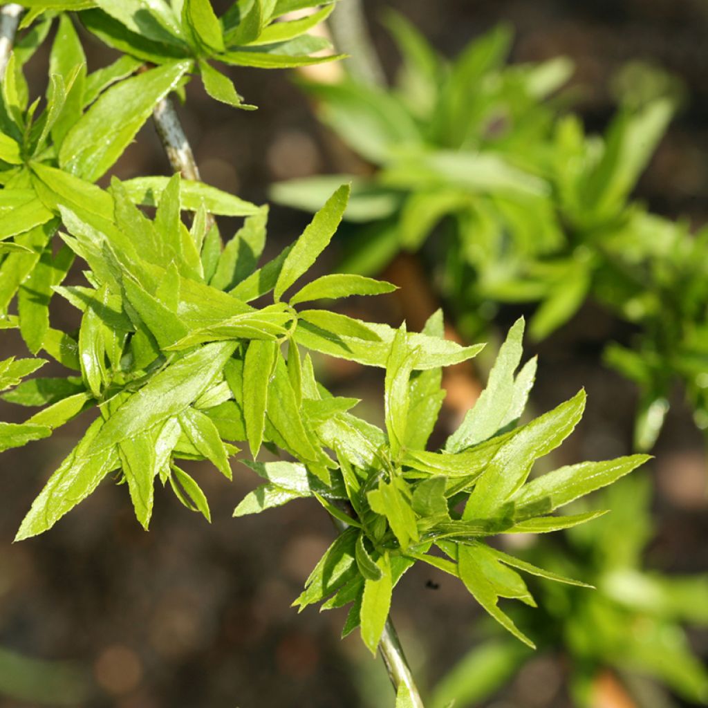 Gleditsia triacanthos Goofy - Acacia de tres espinas