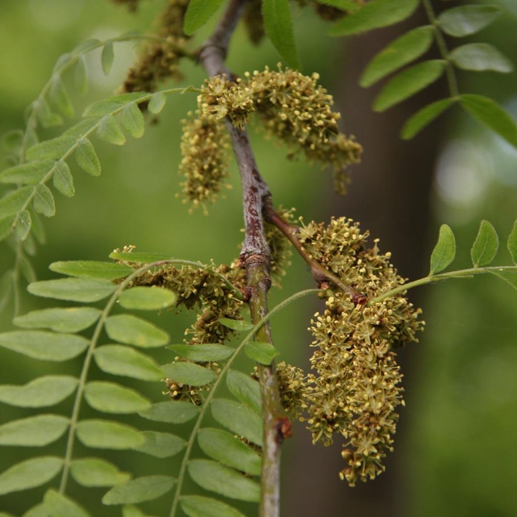 Gleditsia triacanthos Skyline - Acacia de tres espinas