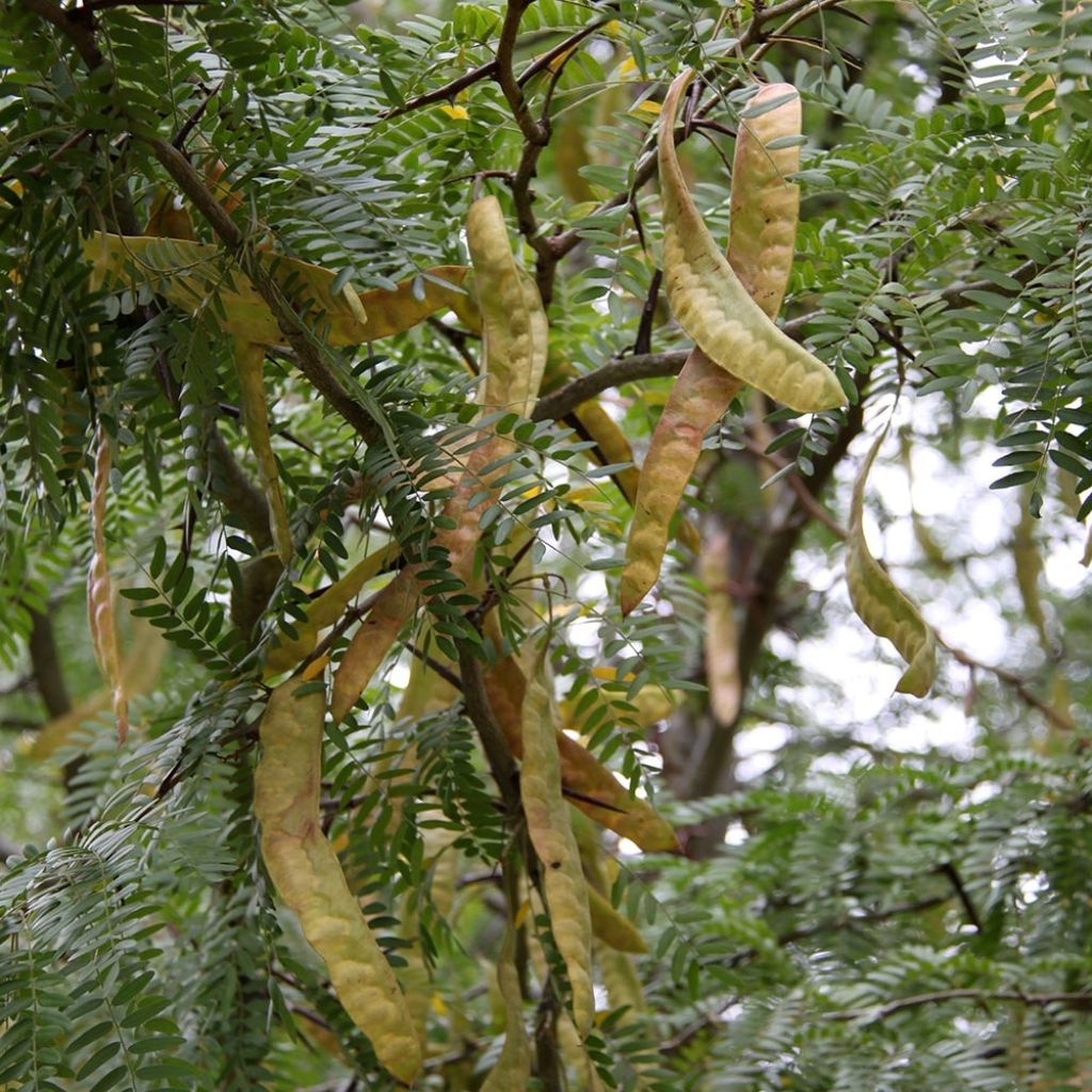 Gleditsia triacanthos Skyline - Acacia de tres espinas