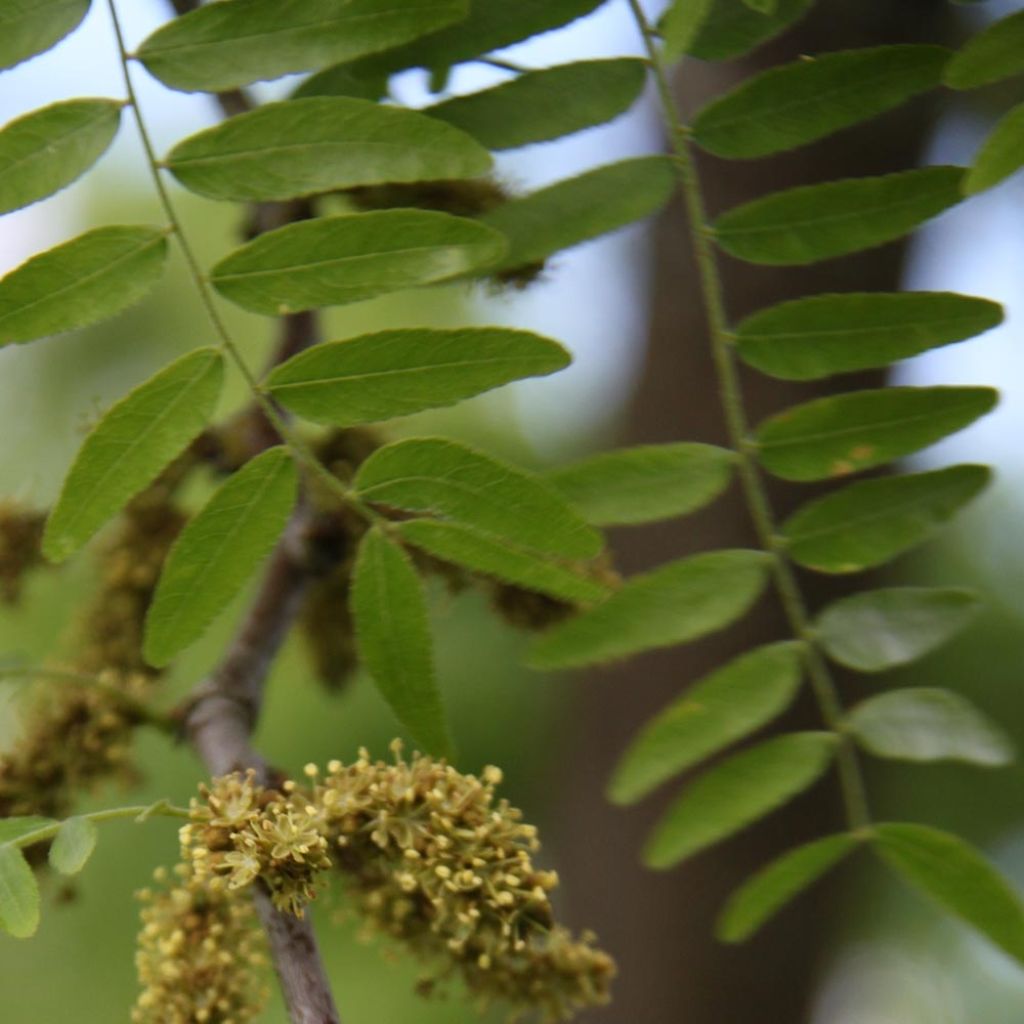 Gleditsia triacanthos Skyline - Acacia de tres espinas