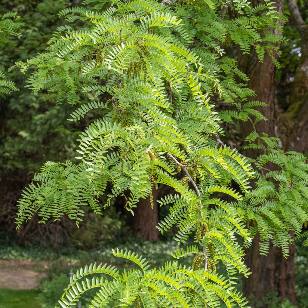 Gleditsia triacanthos Skyline - Acacia de tres espinas