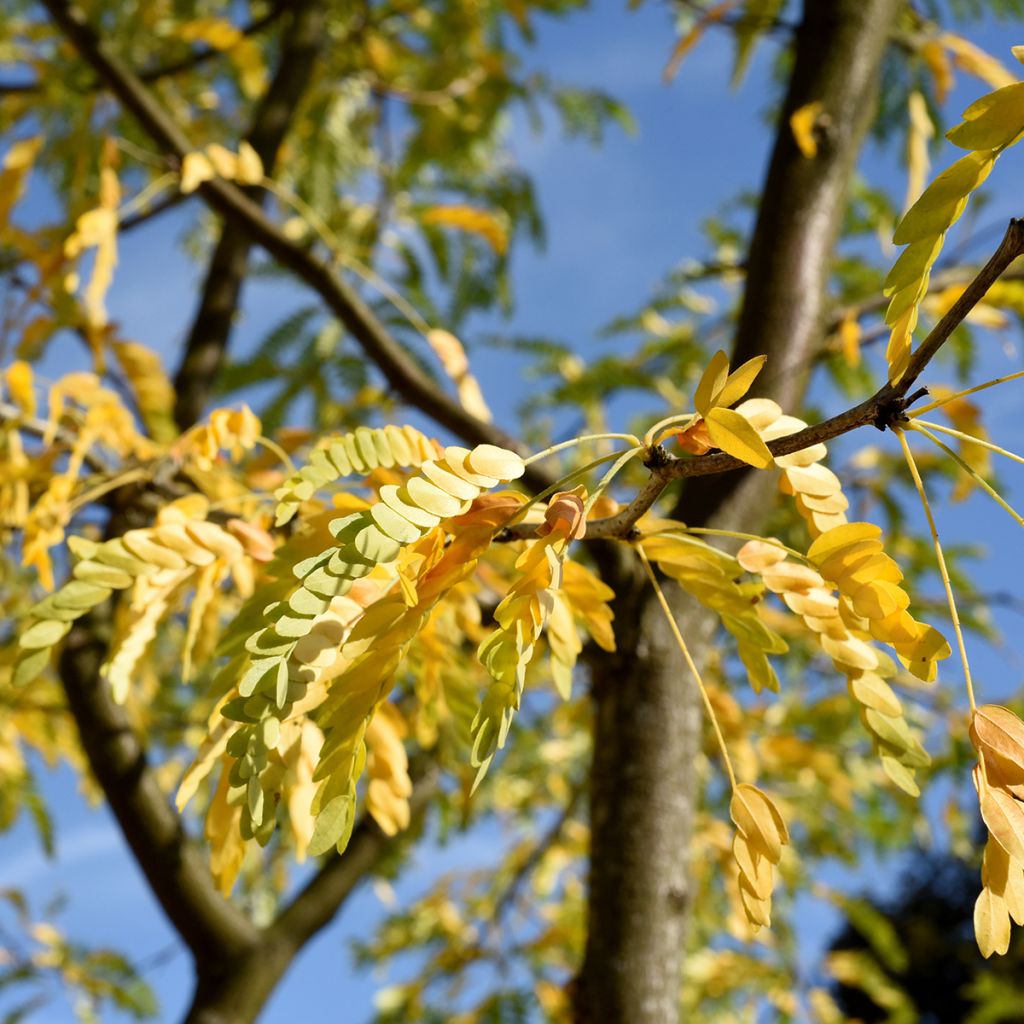 Gleditsia triacanthos Skyline - Acacia de tres espinas