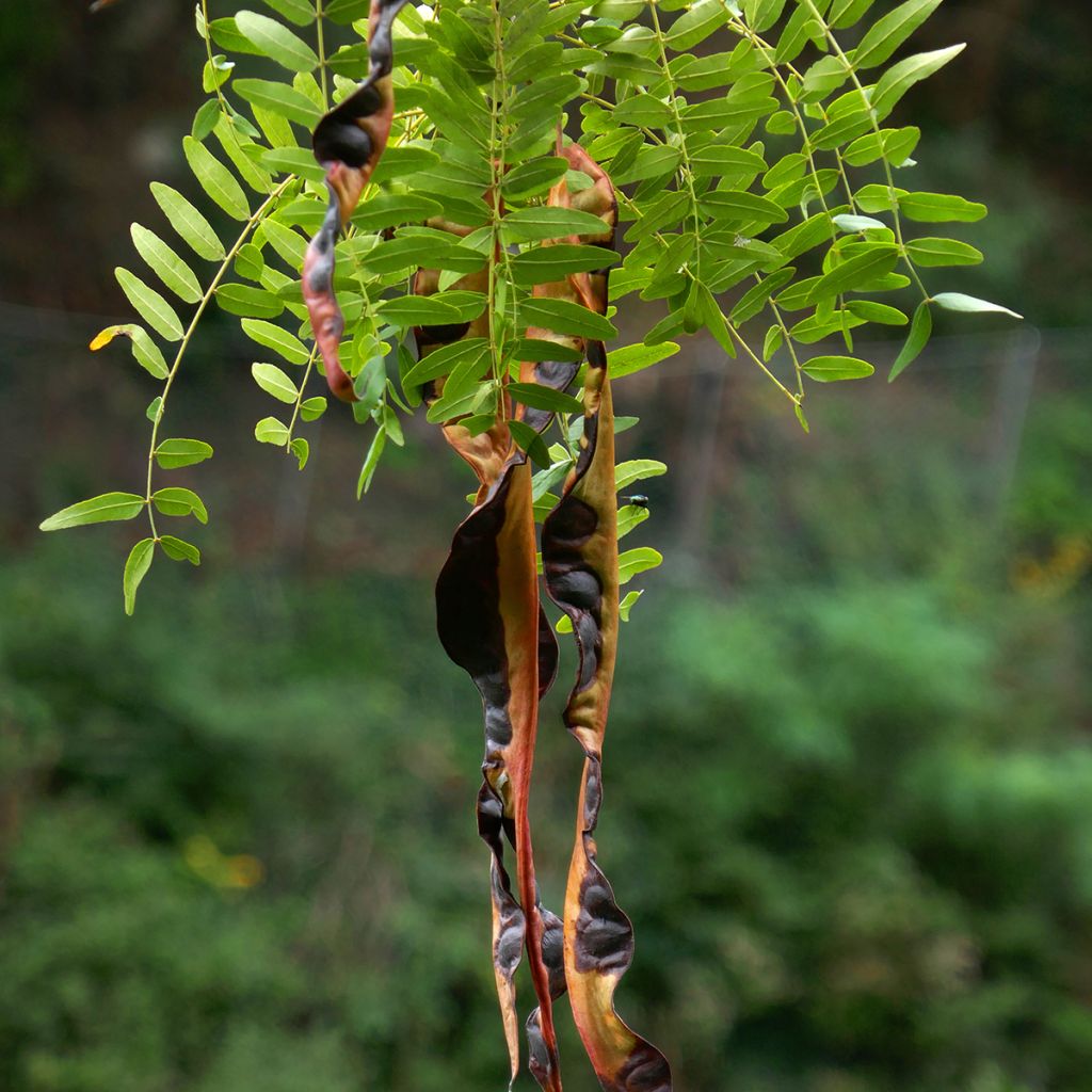 Semillas de Acacia de tres espinas inerme - Gleditsia triacanthos f. inermis