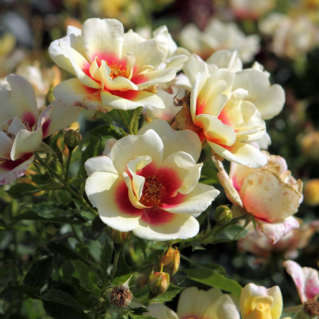Rosal persica Glorious Babylon Eyes - Rosal tapizante