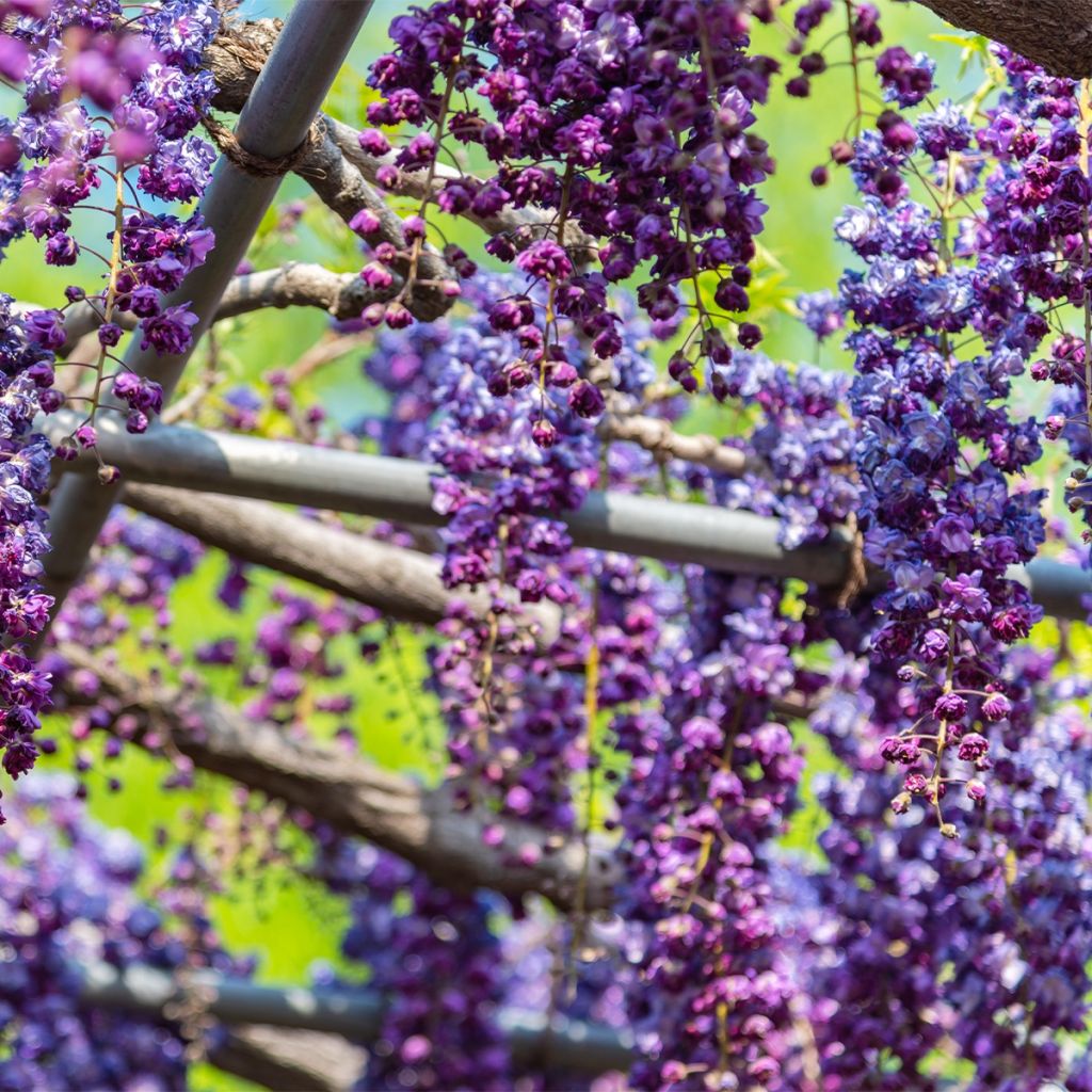 Wisteria sinensis Flore Pleno - Glicinia